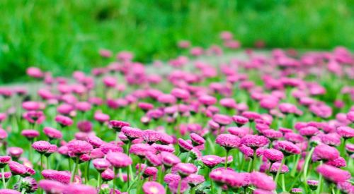 Close-up of pink flowers growing on field