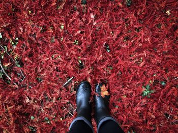 Looking down at black rubber boots stepping on red pine needles fallen on the ground in autumn