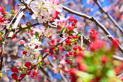 Close-up of flowers on branch