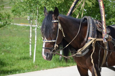Close-up of horse standing on grass