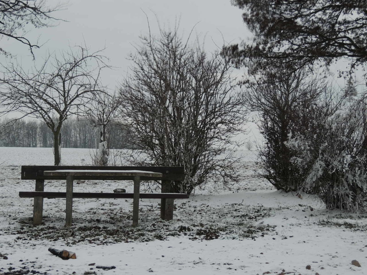 Nice trees in a wintermorning