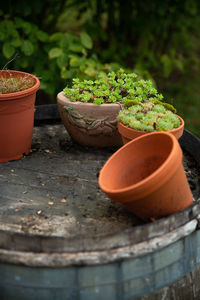 Close-up of potted plant