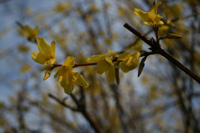 Close-up of yellow flowering plant