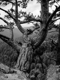 Low angle view of tree against sky in forest