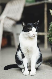 Close-up of cat sitting outdoors