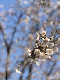Close-up of cherry blossom on tree