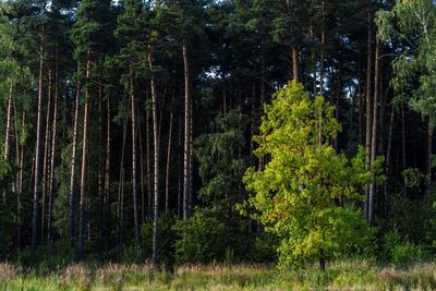 Pine trees in forest