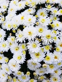 Full frame shot of yellow flowers