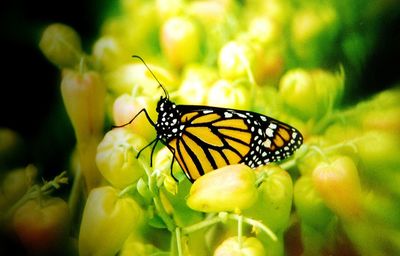 Close-up of butterfly on yellow flower