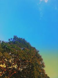 Low angle view of trees against clear blue sky