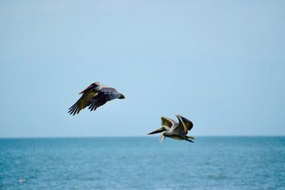 Seagulls flying over sea against clear sky