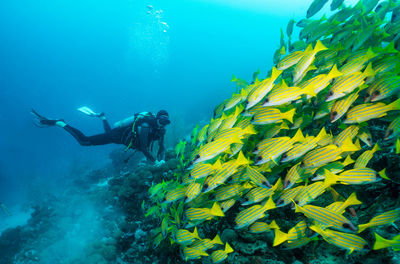 Person scuba diving by school of fish in sea