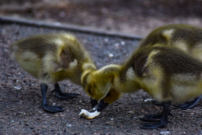 Close-up of ducklings eating on field