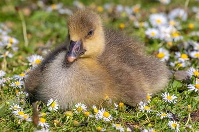 Close-up of a bird