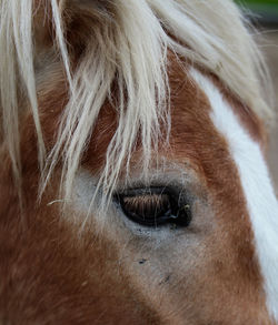 Close-up of a horse