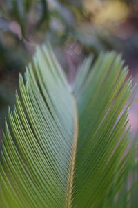 Close-up of green leaves