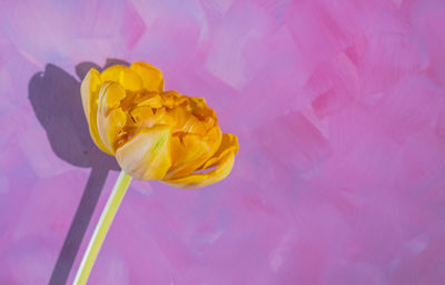 Close-up of yellow rose flower