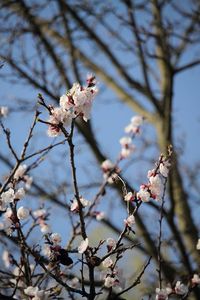 Low angle view of apple blossoms in spring