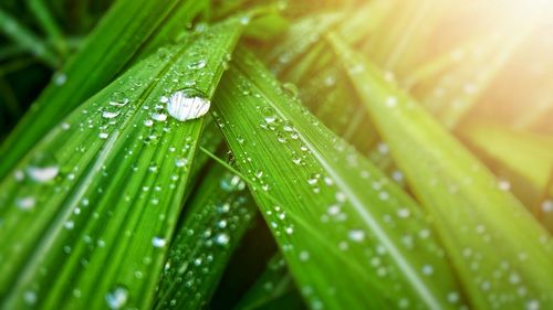 Close-up of wet plant leaves during rainy season