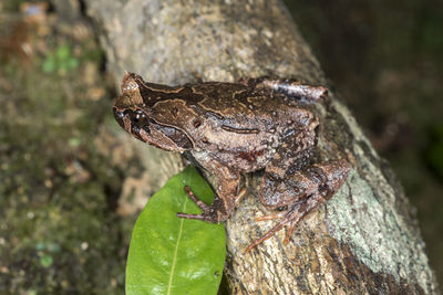 Close-up of frog on tree trunk