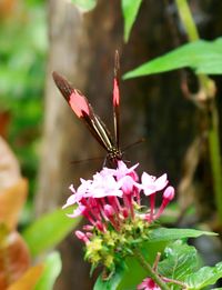 Close-up of butterfly pollinating on pink flower