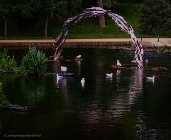 View of birds in lake