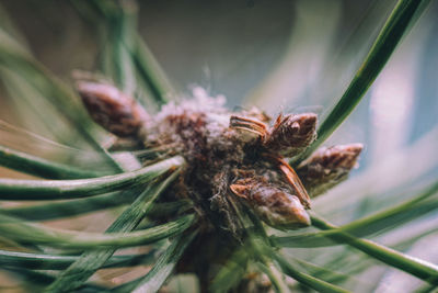 Close-up of insect on plant