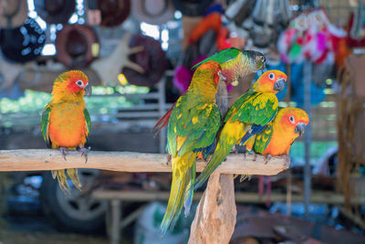 Close-up of parrot perching on wood