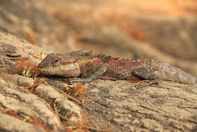 Close-up of lizard on rock