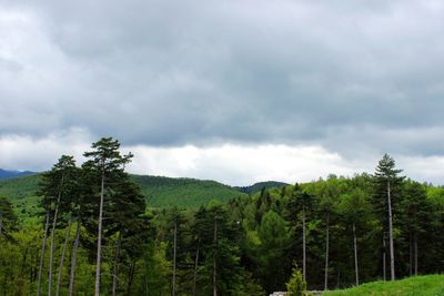 Trees in forest against sky