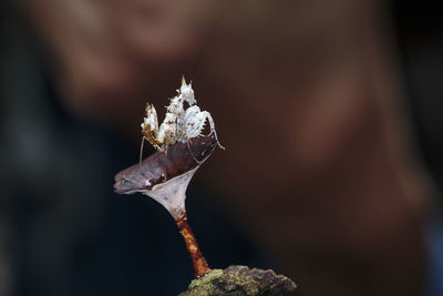 Close-up of insect on flower