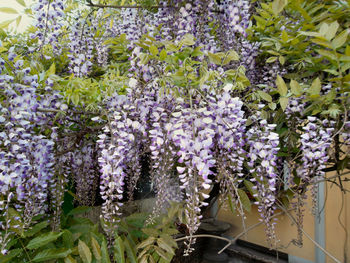 Close-up of purple flowers