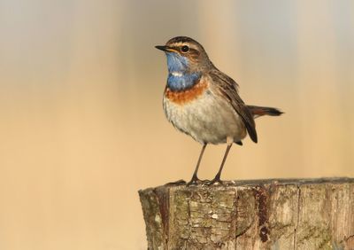 Close-up of bird perching on wood