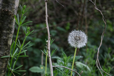 Close-up of flower growing outdoors