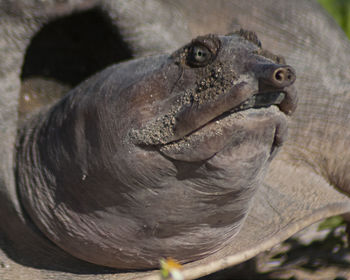 Close-up of turtle
