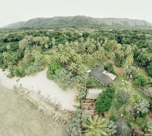 High angle view of trees on field