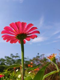 Close-up of red flower against sky