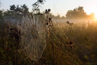 Close-up of spider web on plant against sky