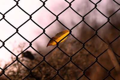 Close-up of chainlink fence