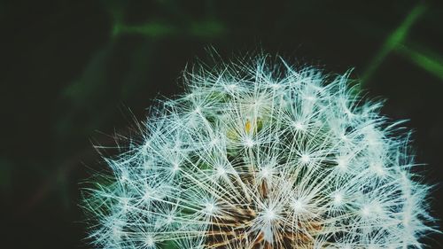 Close-up of dandelion against blurred background