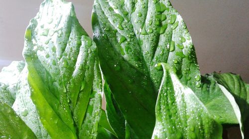 Close-up of fresh green leaf