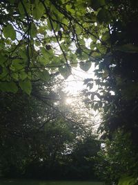 Low angle view of trees