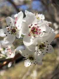 Close-up of white cherry blossom