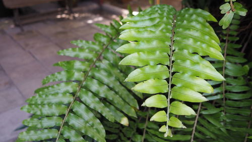 Close-up of green leaves