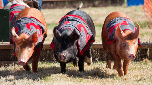 Pigs running for race on field