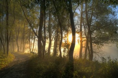 Sun shining through trees in forest