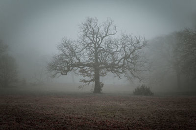 Bare trees on field against sky