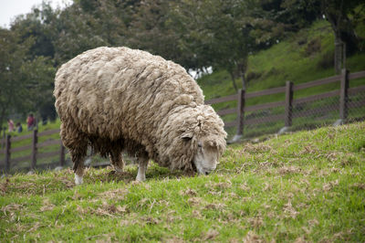 Sheep grazing on field