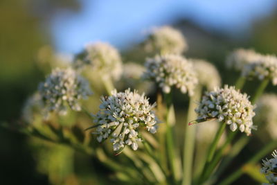 Close-up of flowering plant