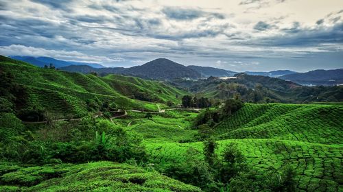 Scenic view of agricultural field against sky